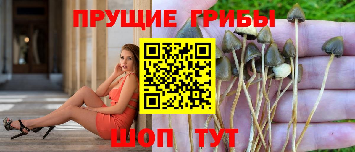 Псилоцибиновые грибы мицелий Энгельс